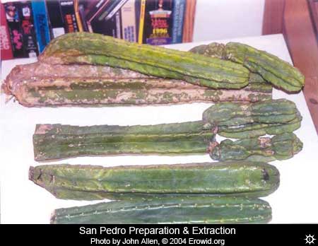 cacti_preparation5_4